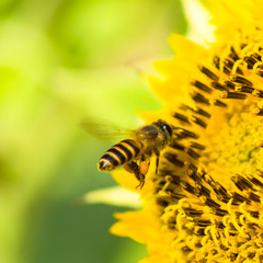 Dwarf Sunflower