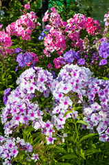 Obraz premium blooming phlox in the garden