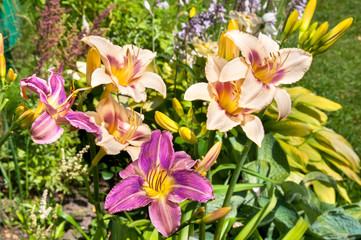 hemerocallis flowers