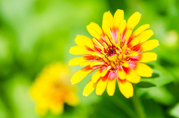Zinnia flower (Zinnia violacea Cav.)