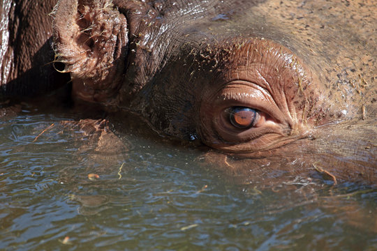 Closeup view of a hippopotamus in water