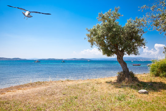 Aegean sea in Ouranoupolis, Athos peninsula, Greece.