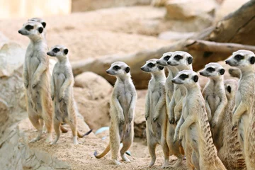 Foto op Plexiglas A mob of meerkat or suricate (Suricata suricatta) family earth males looking for enemies  © kosin_sukhum