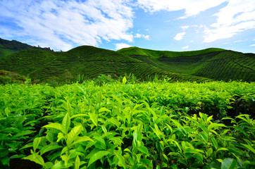 Tea Plantation Fields - 68320560