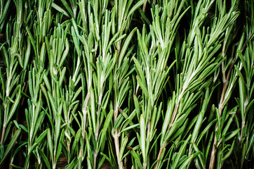 rosemary