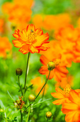 Orange Cosmos.