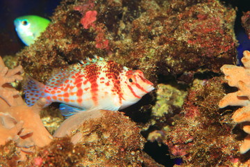 Falco Hawkfish (Cirrhitichthys falco) in Japan
