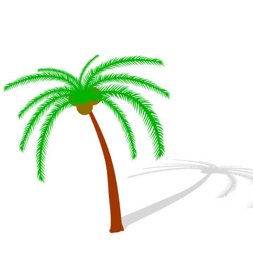 palm tree illustration vector on white