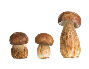 Boletus, mushroom isolated on white background