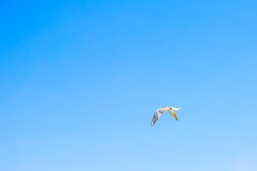 Seagull