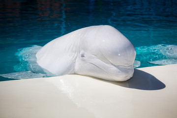 Fototapeta premium beluga on the edge of the pool