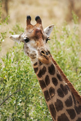 Portrait of a wild giraffe browsing in the tree tops