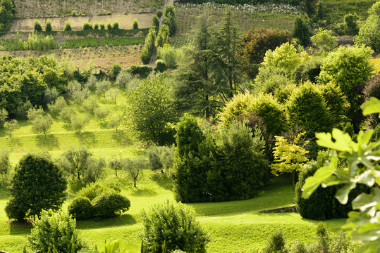 green orchards in high town, Bergamo