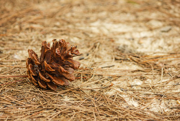 pine cones on the ground