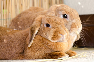 Tier_Nager_Hase_Kaninchen_9