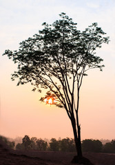 Obraz premium magical sunrise with tree