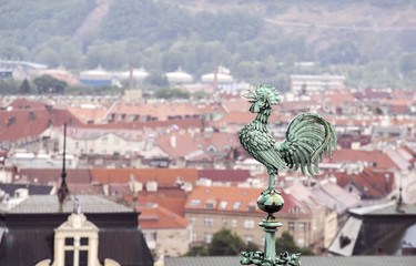 Obraz premium Rooster overlooking Prague roofs