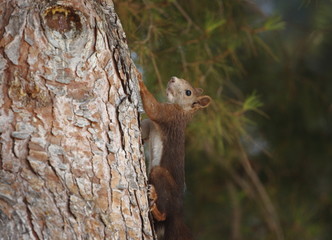 Ardilla trepando por un arbol