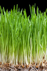 Młode zboże © Zbyszek Nowak