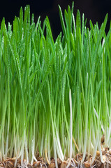 Młode zboże © Zbyszek Nowak