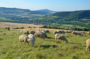 Schafherde in der thüringischen Rhön (Diedorf)