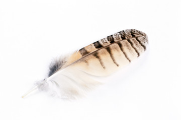 Entenfeder auf Wei&szlig;