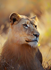 Lioness portrait lying in grass © JohanSwanepoel