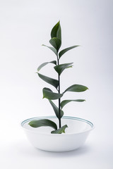 Arbol como simbolo de preservaci&oacute;n