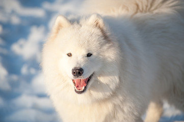 one samoed dog white