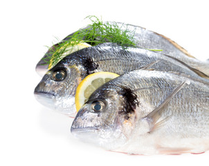 Fresh dorado on white background