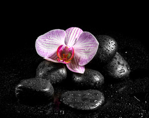 Fototapeta na wymiar Orchid flower with zen stones on black background