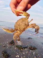 Fotobehang Krabbe hält Muschel mit Schere © Robert Kneschke