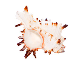 Seashell closeup isolated on white