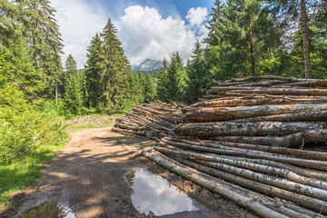 Fototapeta na wymiar Exploitation forestière dans Belledonne