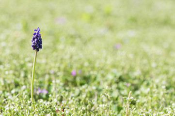 Fiore di aglio selvatico