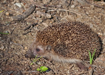 European hedgehog or common hedgehog, Erinaceus europaeus