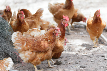 Happy hens in cage free