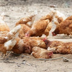 Happy hens in cage free farm