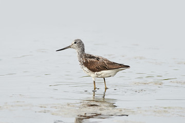 Common Greenshank (Tringa nebularia)