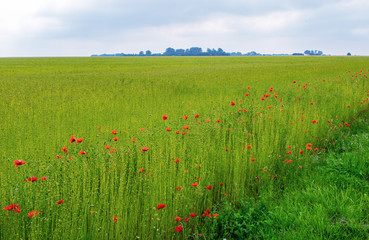 Field of Poppy. Vivid view on a summer day