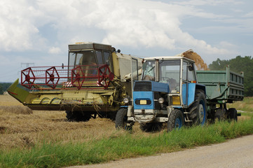 Fototapeta premium grain harvest