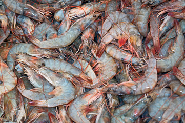 fresh shrimps from the Aeagean sea for cooking