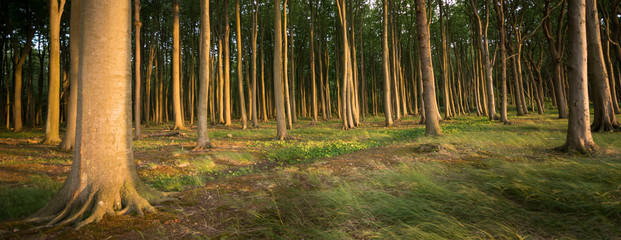 "Ghost Forest" at Nienhagen at the Baltic Sea, Mecklenburg-Weste