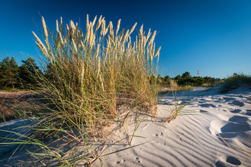 Grass in the evening sun in the Dunes on Darß, Baltic Sea, Meck