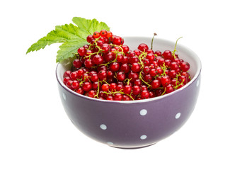 Red currant