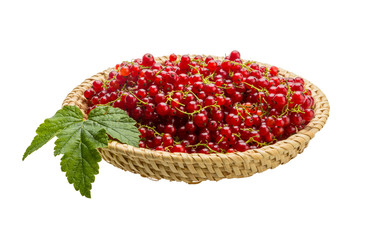 Red currant