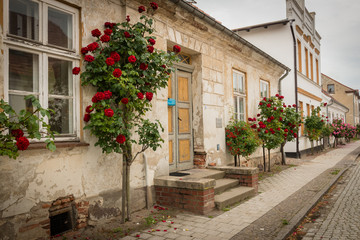 Fototapeta na wymiar Roses at the Facades of Putbus, Rügen, Baltic Sea, Mecklenburg-