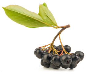chokeberry isolated