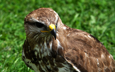 Detailed view of a bird - falcon