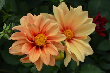 kleine Dahlien - Blüten